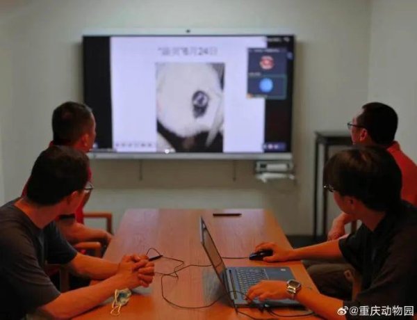 牛金所配资 重庆动物园通报大熊猫“渝贝”脱毛情况：脱毛区域未检出致病微生物，精神、食欲、行为活动均正常
