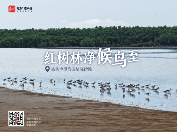 股票推手 垃圾已清候鸟来！汕头这片红树林已然洁净